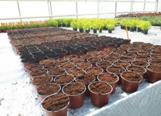 Torvreduserte dyrkingsmedier i veksthus