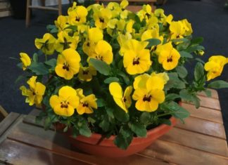 KSL skårer høyt i internasjonal evaluering