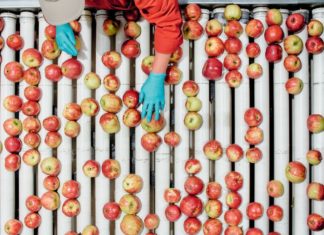 Nå får du norske jule-epler i butikken!