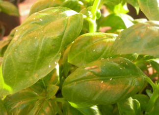 Planteverntiltak i veksthus i 2020