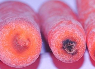 Kartlegging av lagersykdommer i langtidslagret gulrot