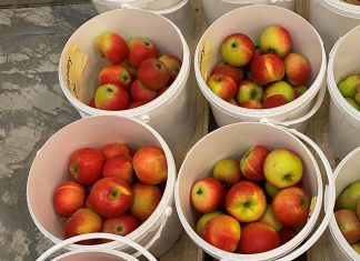 Ny kunnskap om etylen fra epler