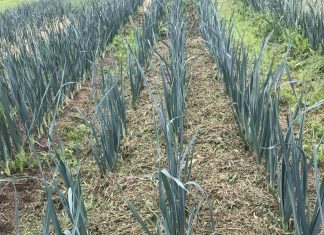 Hakket bedre øko’