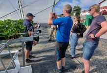 Jordbær: Rivende utvikling