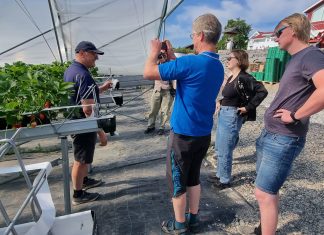 Jordbær: Rivende utvikling