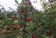 Rekordår for norsk frukt