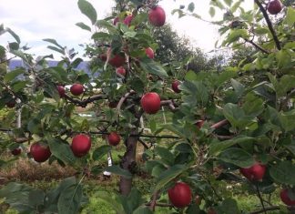 Rekordår for norsk frukt