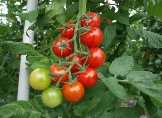 Salgs- og produsentpriser på tomat