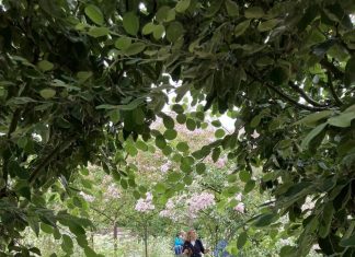 To nye utdanninger på Norges grønne fagskole Vea: