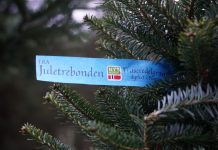 Nå kan du enkelt velge norske juletrær