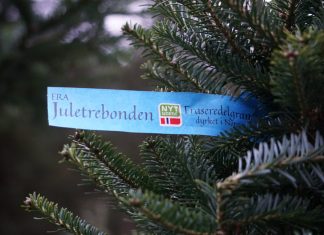 Nå kan du enkelt velge norske juletrær