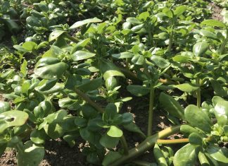 Portulakk – en ny grønnsak i Norge?