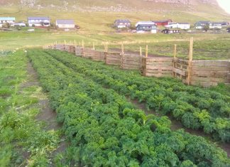 Gartner/agronom/agrotekniker med kompetanse på grønnsaksdyrking søkes til utviklingsprosjekt på Færøyene