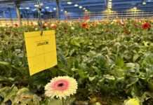 24 år med biologisk plantevern i snittblomster på Island