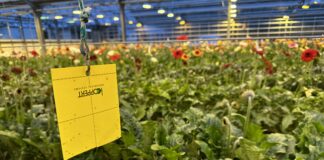 24 år med biologisk plantevern i snittblomster på Island