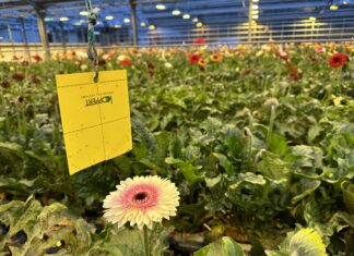 24 år med biologisk plantevern i snittblomster på Island