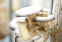 Vil bli størst på sopp