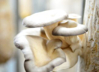 Vil bli størst på sopp