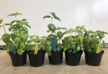 Ull, fjær og trefiber