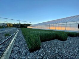 Strømstøtten til jordbruks- og veksthusnæringen justeres i 2026